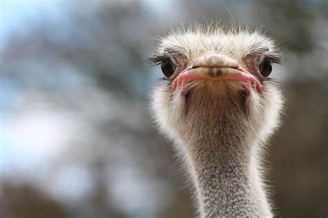 Interesting Facts About Ostriches Worldatlas