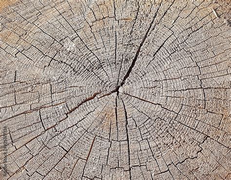 Natural Wood Texture Of Tree Stump Vintage Background With Cracks