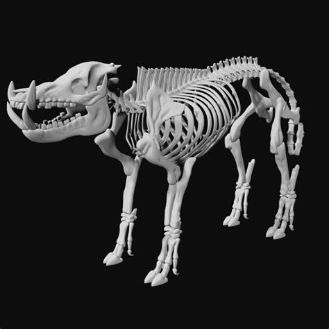 Boar Skeleton 3d Model Rigged And Low Poly Ar Team 3d Yard