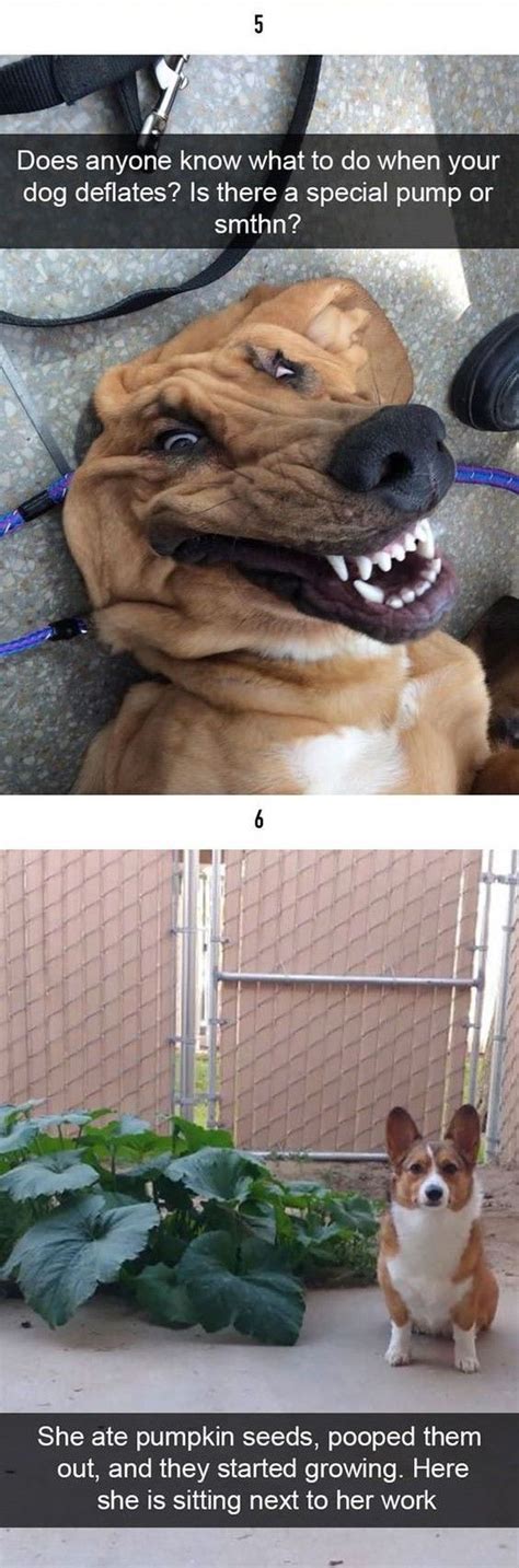 50 Of The Happiest Dog Memes That Will Keep You Laughing For Hours
