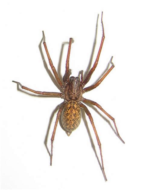 House Spiders The 10 Most Common Youll Find 2023