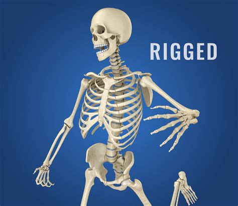 Human Skeleton 3d Model 3d Model Rigged Cgtrader