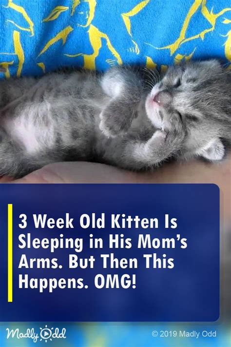 A Kitten Sleeping On Top Of Someones Arm With The Caption 3 Week Old Kitten Is Sleeping In His