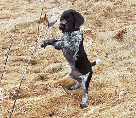 Sammy the german shorthaired pointer at 12 years old pointing—despite. Breed Profile: German Wirehaired Pointer - Gun Dog Magazine