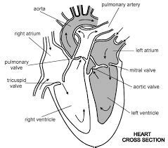 Simple Heart Diagram Simple Heart Diagram Labeled Human Heart Diagram Heart Diagram