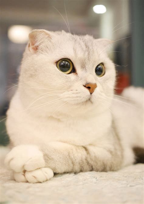 Scottish Fold Cats How High A Price Is That Cute Face Worth
