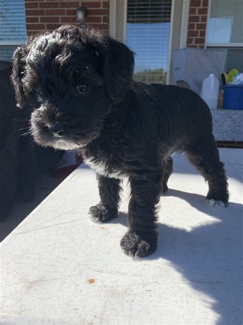 Schnoodle breeder with over 10 years experience, offering 10 year guarantee! Schnoodle Puppies For Sale | Fort Worth, TX #312826