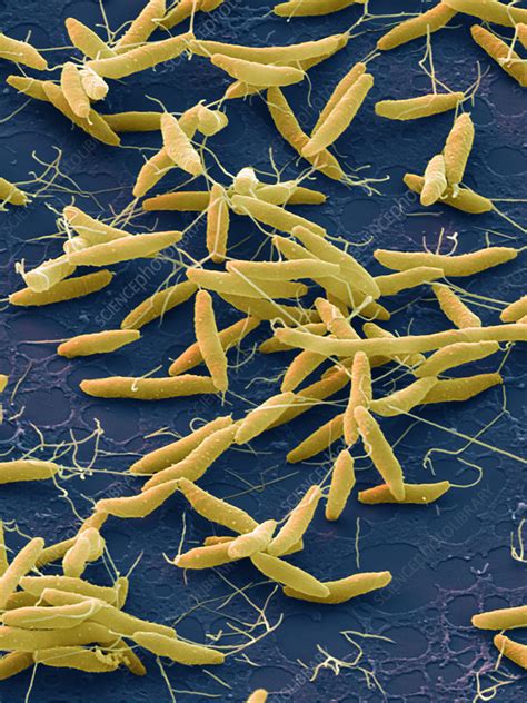 Campylobacter Jejuni Bacteria Sem Stock Image C0491548 Science