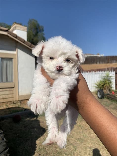 Maybe you would like to learn more about one of these? Maltipoo Puppies For Sale | Ontario, CA #331857 | Petzlover