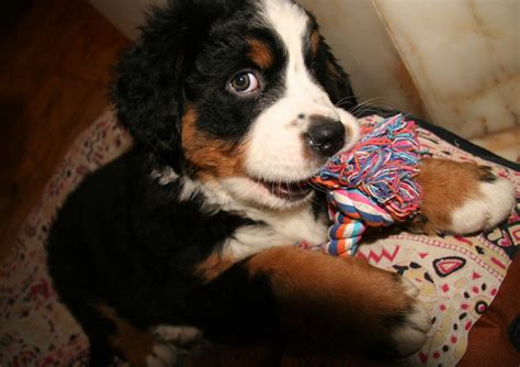 Bernese Mountain Puppy Playing With Its Colorful Dog Toypng