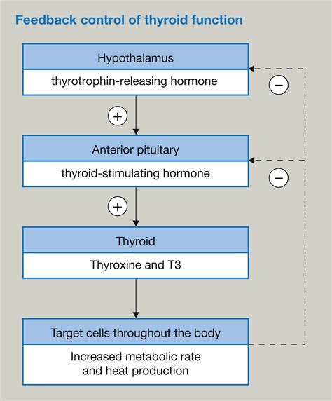 Thyroid Parathyroid Hormones And Calcium Homeostasis Anaesthesia