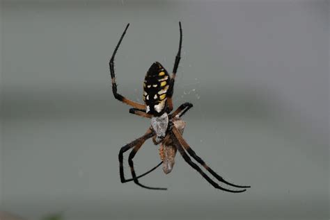 Spiders Of September — South Carolina Wildlife Federation