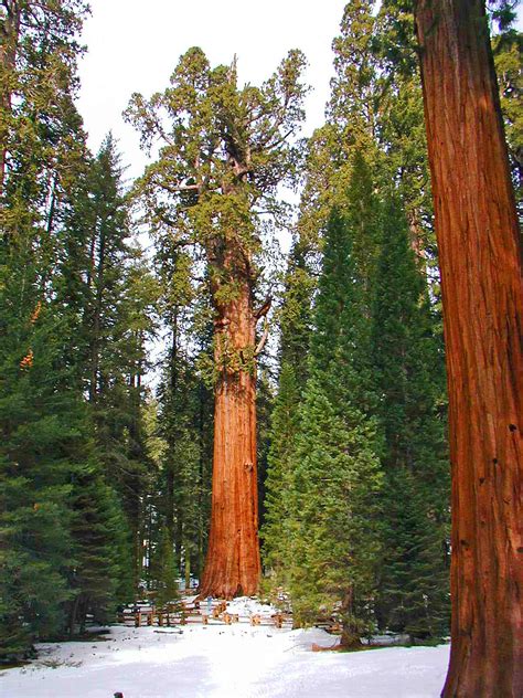 general sherman a giant sequoia tree in giant sequoia national park vrogue
