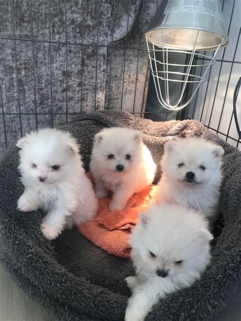 Pomeranian Puppies For Sale Chicago Il 271579