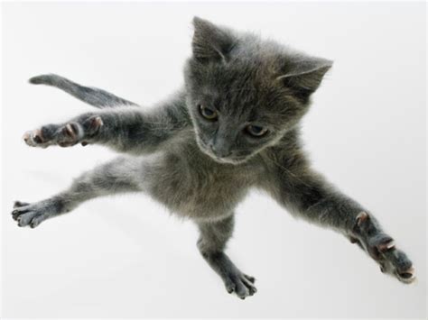 Funny Cat Jumping 1 Cool Wallpaper