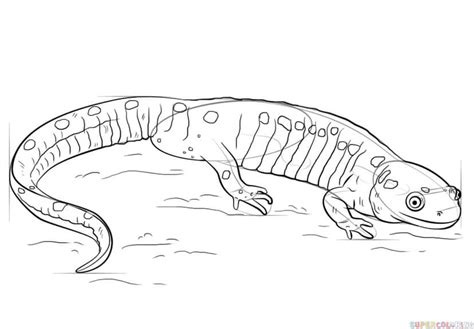 Hoe Teken Je Een Salamander Super Coloring