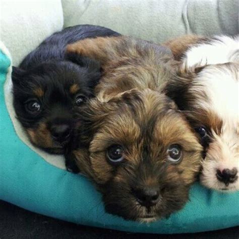 Shih tzus are prone to a few health problems and have some specific nutritional needs to how many calories does my shih tzu need? Schweenie puppies- 7 wks | chewman phooey & tom ruckus ...