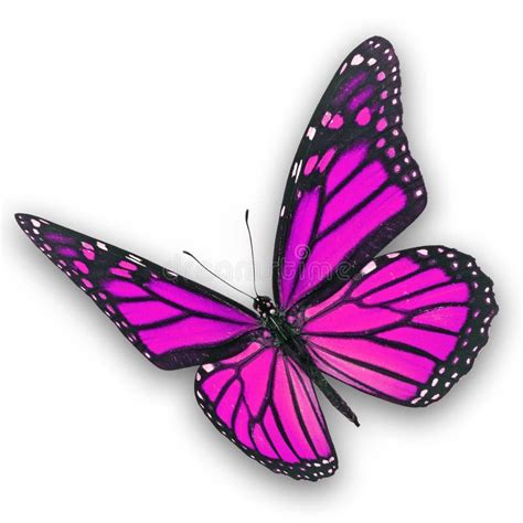 Pink Butterfly Stock Photo Image Of Object Tropical 37183002