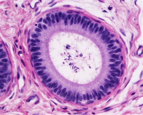 Anat2241 Covering And Lining Epithelia Embryology
