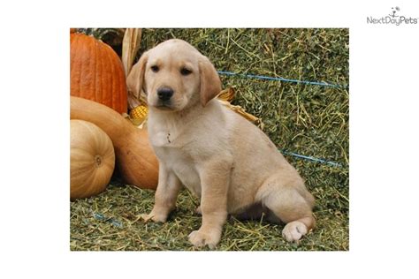 Along with their desire for play, they are loveable, polite, and easily trained due to their high intelligence. Meet Texas a cute Labrador Retriever puppy for sale for $550. Texas, Adorable Yellow Lab puppy