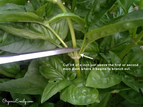 Growing And Using Herbs Basil