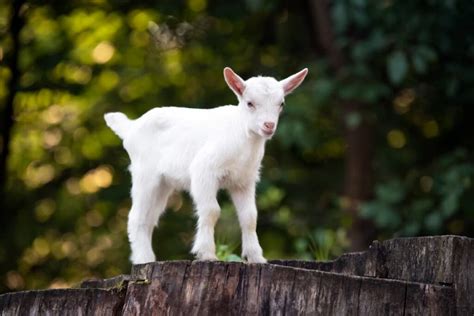 Goat Kids Care And Management A Comprehensive Guide