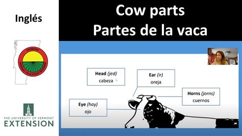 Cow Parts Partes De La Vaca Youtube