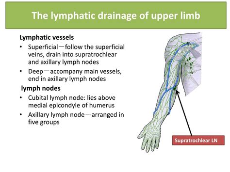 Cubital Lymph Nodes