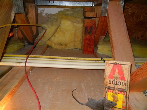 Bees might be scary and dangerous, especially if you're allergic; Exterminator | Pest Control | Bee Removal | Wildlife ...
