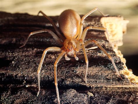Brown Recluse Spider Infestation Costs Missouri Couple Their Home ...