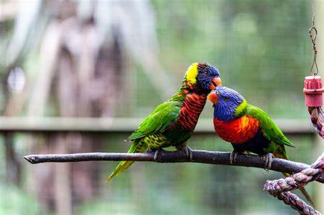It is a treat to the eyes to watch all the colorful birds fly together in these areas. Bird Park - Kuala Lumpur | Malaysia travel, Kuala lumpur ...