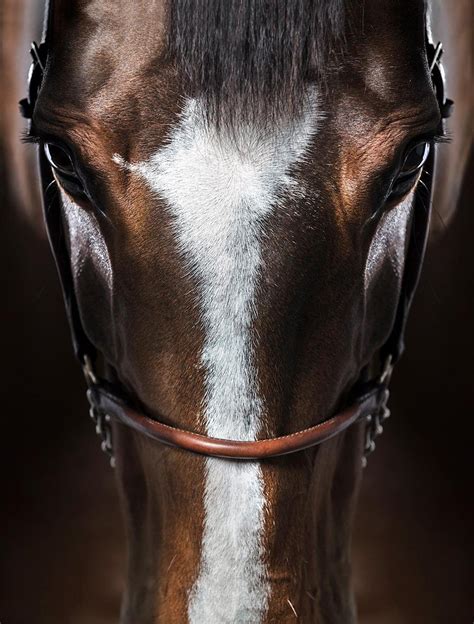 Raphael Macek Immersion Horse Photography Portrait Horse