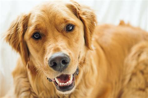 Five Useful Tips On How To Stop Excessive Shedding In Golden Retrievers Thinking Of Something