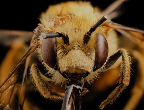 Here Are The Most Beautiful Macro Pictures Of Bees Youve Ever Seen