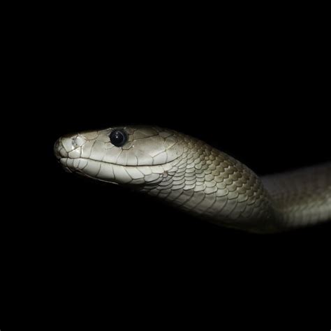 > black mambas are actually brown in color. Black Mamba: The King of the Wildlife - Page 2 - Animal Encyclopedia