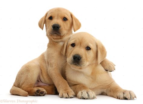 Dogs Two Cute Yellow Labrador Puppies Lounging Together