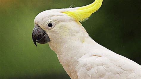 5 Smartest Parrots In The World Youtube