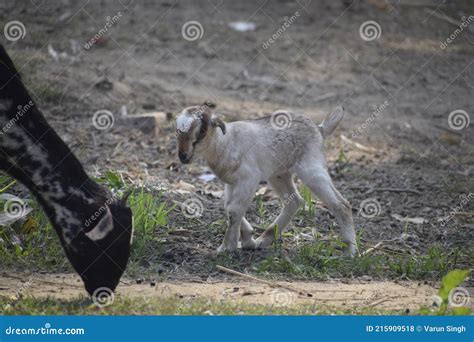 Lovely Baby Goat Running On Grass Patara India Stock Photo Image