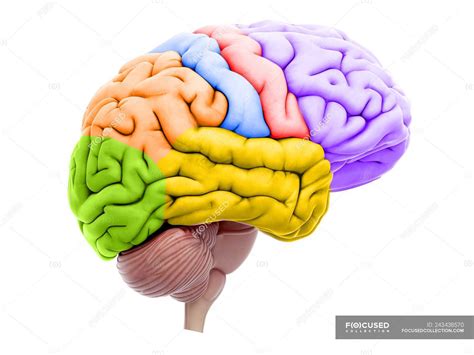 Illustration Of Colored Brain Sections On White Background — Science