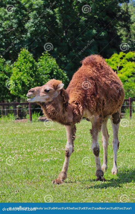 Camello Dromedary Con Una Joroba En El Parque Agrícola De Czech Imagen