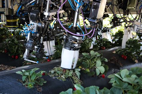 Robots Are Trying To Pick Strawberries So Far Theyre Not Very Good