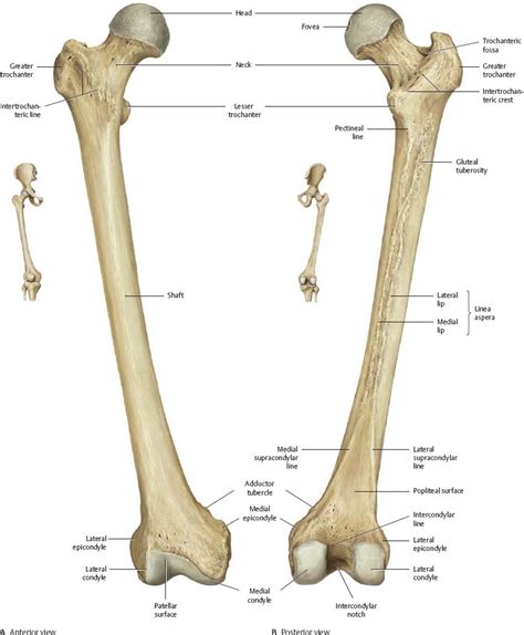Hip And Thigh Atlas Of Anatomy Anatomy Human Anatomy And Physiology