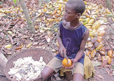 チョコの実情 甘くないカカオの栽培 児童労働温床 山陰中央新報デジタル