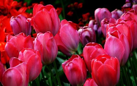 Tulip Ladang Musim Semi Foto Gratis Di Pixabay Pixabay