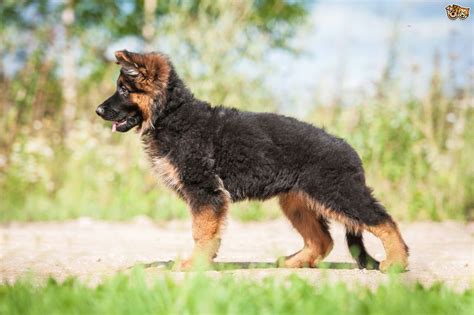 German Shepherd Dog Breed Information Buying Advice Photos And Facts