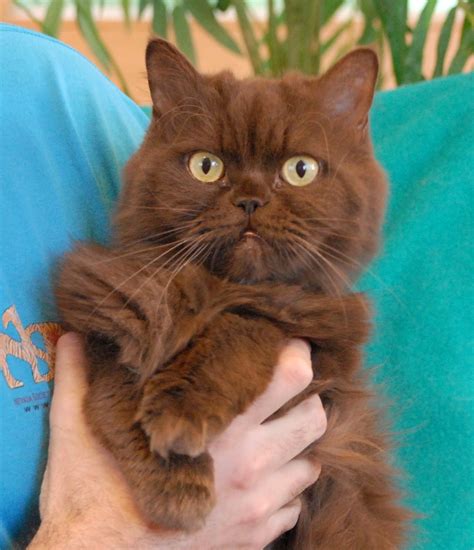 How Rare Is A Brown Cat Catcanin