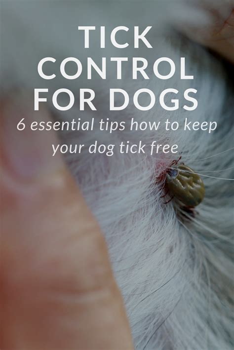 Ticks On Dogs Artofit