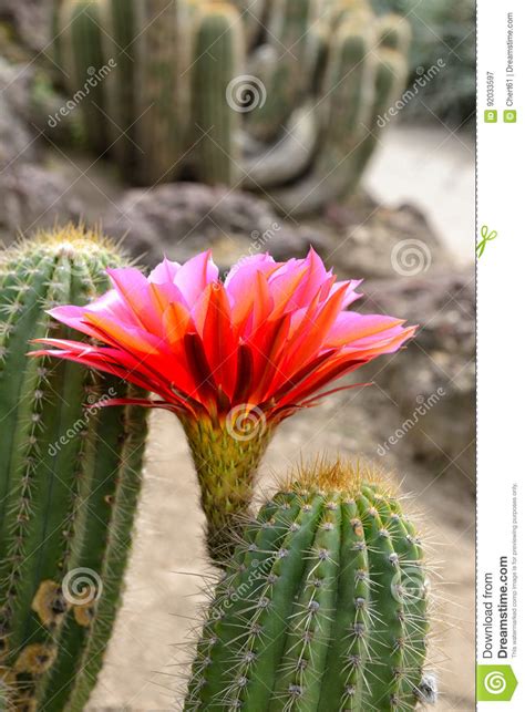 Planta De Desierto Del Cactus Con La Flor Roja Floreciente Imagen De