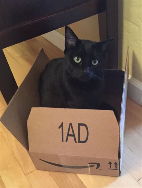 Why Do Cats Love Boxes Explore Cats