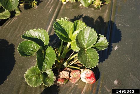Strawberry Fragaria X Ananassa